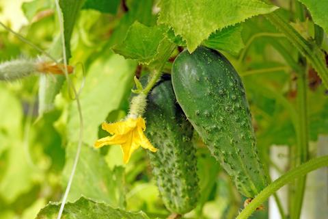 What Is Cucumber Extract—Is it Good or Bad for Your Skin?  (March 2020)