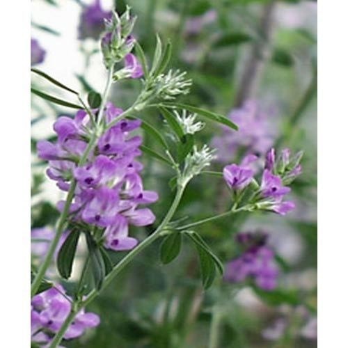 All About Alfalfa Extract—Skin Care Benefits, Tips & Products & Tiege
