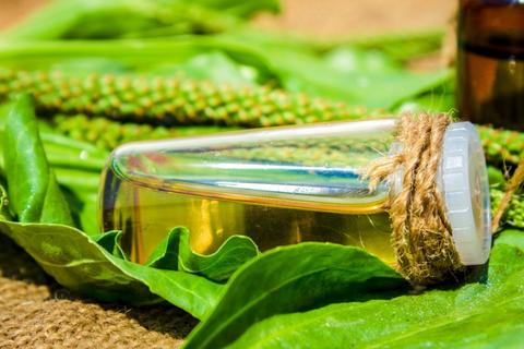 Is Plantain Extract Good or Bad for Your Skin?