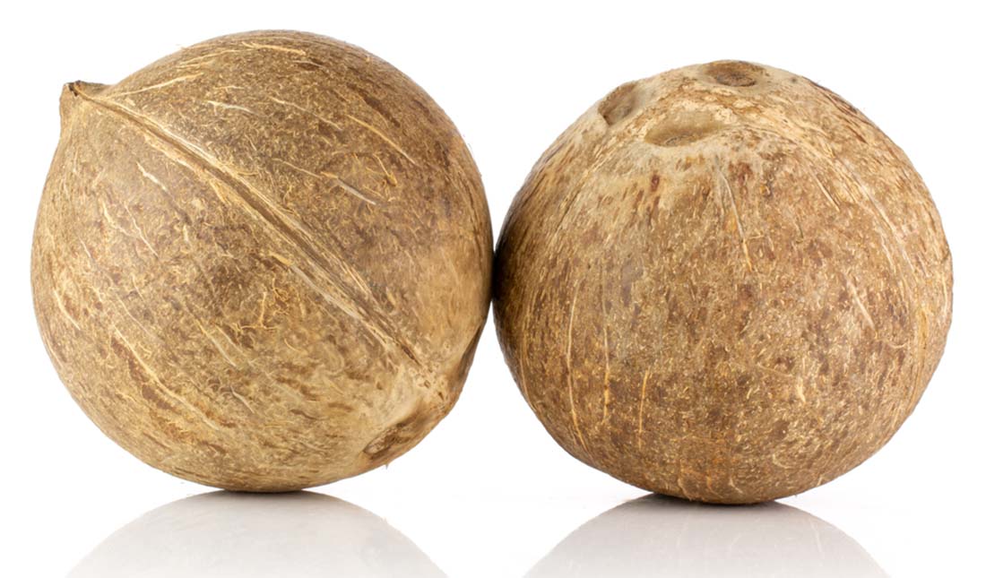 pair of coconuts isolated